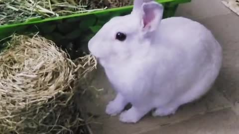 Feeding Bunnies_(Part 04)