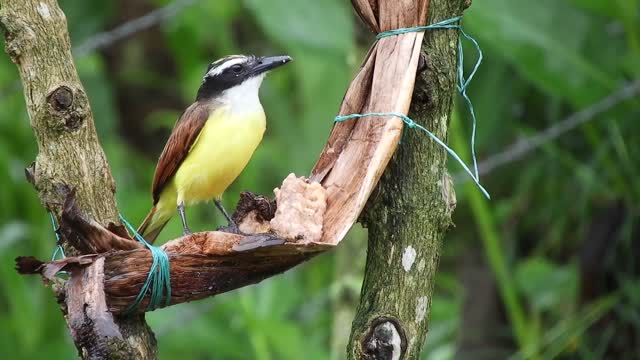 The Cutest bird you can sea