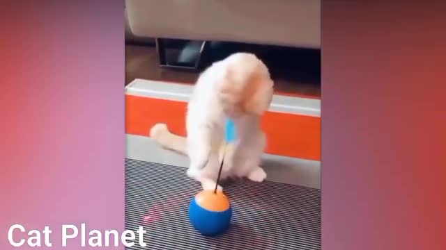 Funny Cats Video Compilation 2021 so you can get more funy