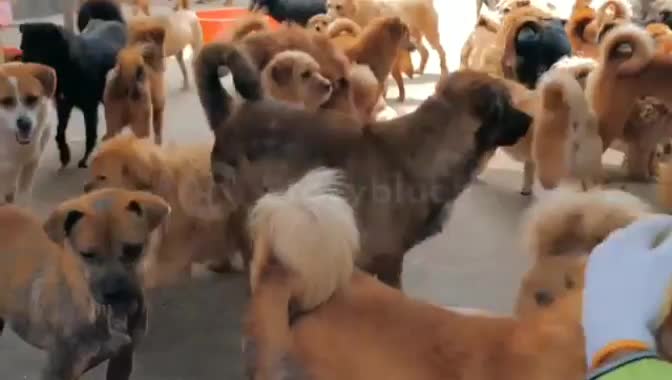 Dogs video | Beautiful dogs | Nice moment of dog |