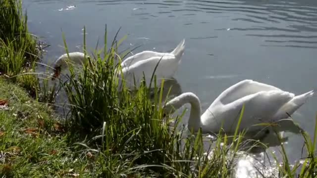 Pelican is a very cute and rare bird