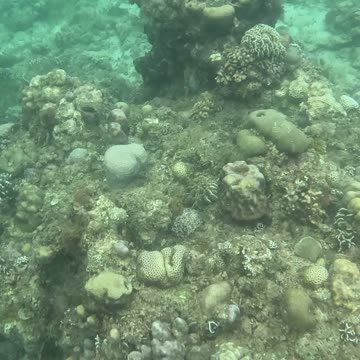 Snorkeling Adventures Philippines. Beautiful fish and amazing new coral growth