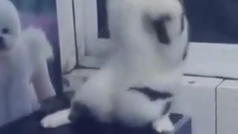 Dancing cat . .. cat