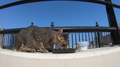 MICHAEL JACKSON - Homeless cat in Ras Al Khaimah, UAE #cat #cats #MichaelJackson #emirates #ae #UAE