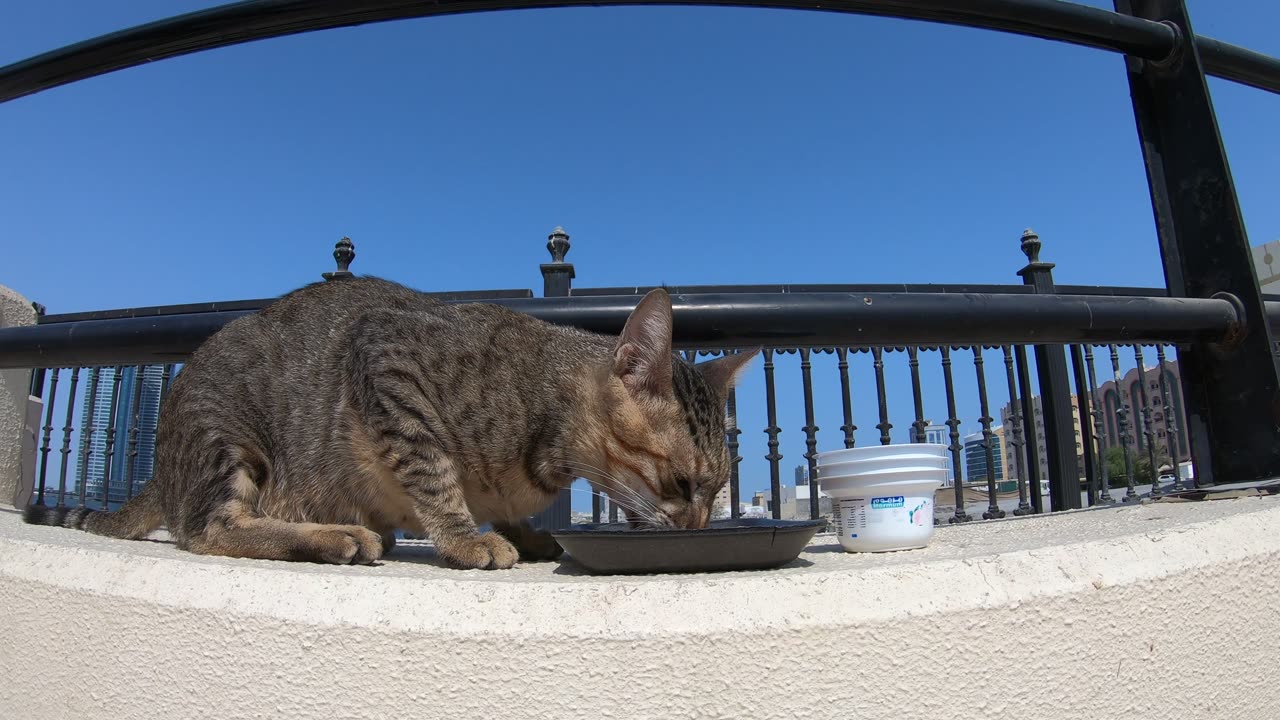 MICHAEL JACKSON - Homeless cat in Ras Al Khaimah, UAE #cat #cats #MichaelJackson #emirates #ae #UAE