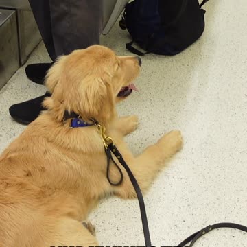 The Benefits of a Well Trained Dog While Flying