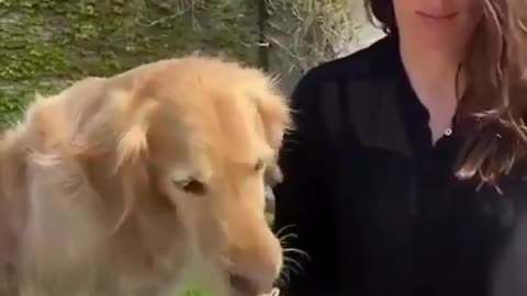 Puppy stealing food from loved one