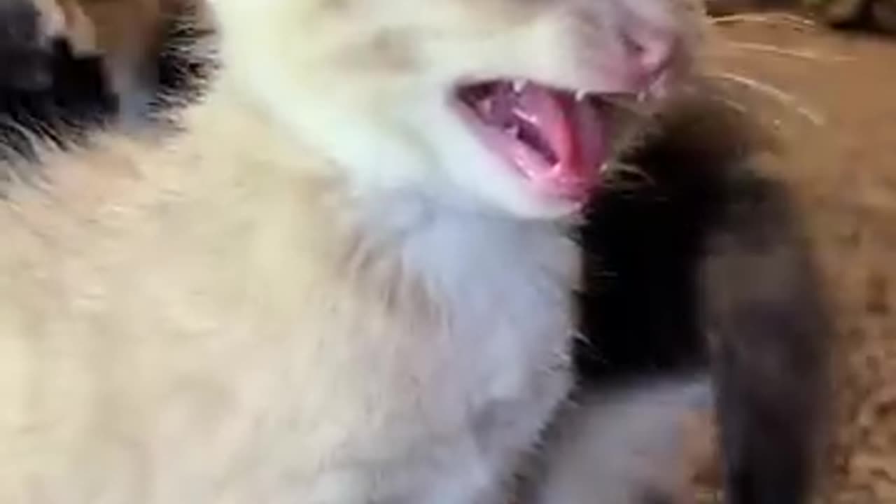 Kitten meows. (Play this to make your cat go crazy)