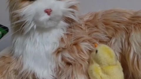 Chick thinking that cat is his dad