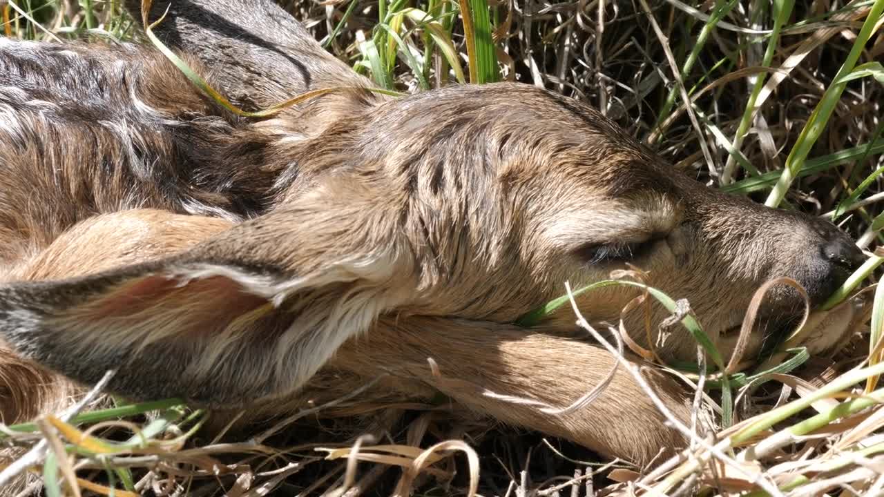 A Newborn Baby Deer Hiding In Tall Grass Of The Meadow