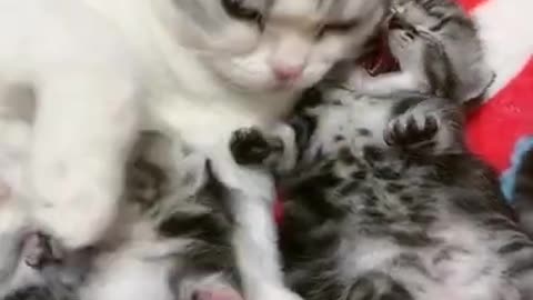 Funny Animals Videos Cats