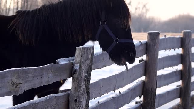 Horse Equine Mane Stallion Animals Nature Pasture