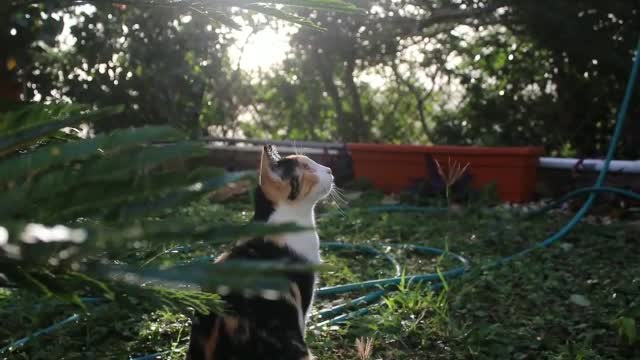 cat enjoying a peaceful evening