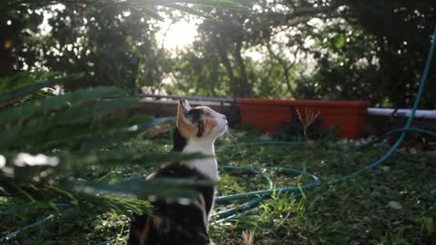 cat enjoying a peaceful evening