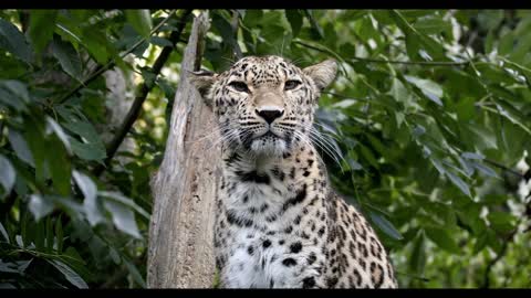 A cheetah stood in a tree with a twinkling eye