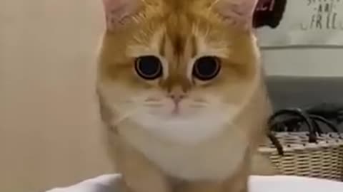 Viral video funny cute cat 🤣😺