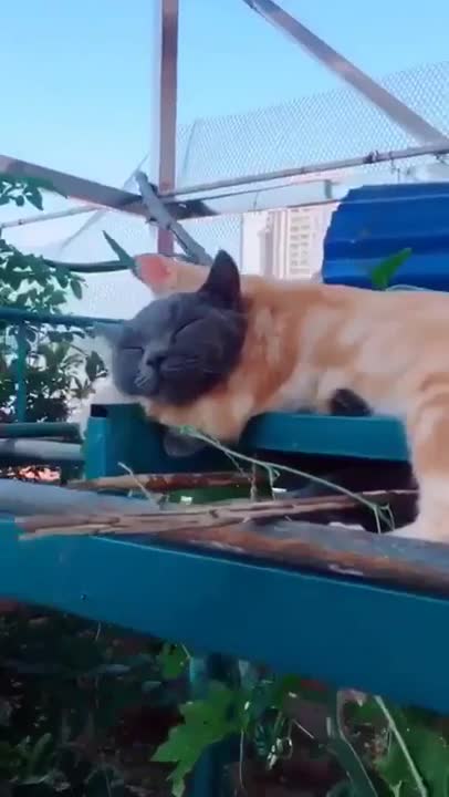True love between the two of them cat funny video