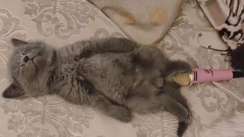CAT FARTING ON THE MIC