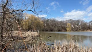 Canada geese fighting | Rouge River Marsh | Rouge National Urban Park | Toronto, ON Canada