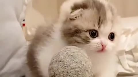 Funny 🤣 Fluffy kitten went viral