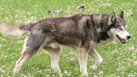 Jungle Dog #dog #jungledog dog video