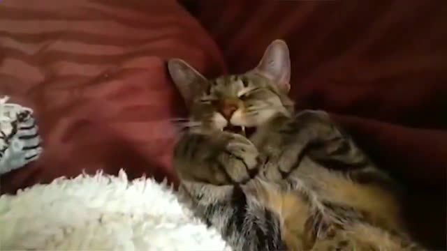 Video shows Cat sleeping peacefully in a cute way