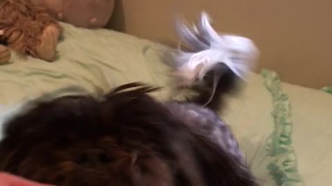 Brown dog running on top of bed