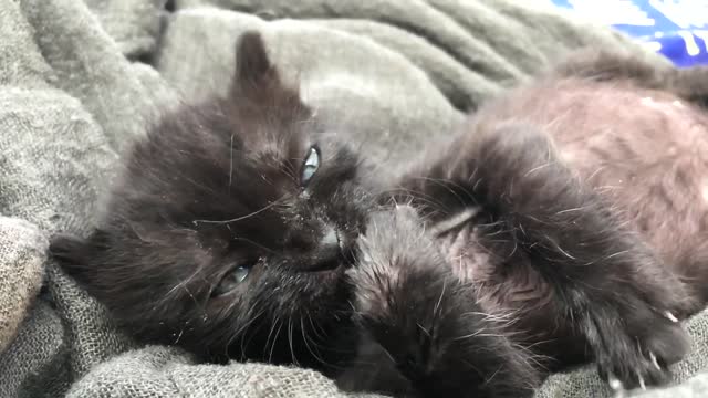 Cute Kitten Licking Its Paw