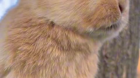 Cute rabbit