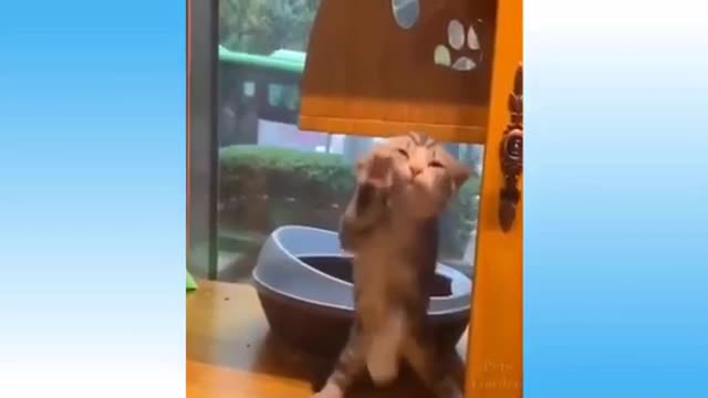 Weekly Funny videos of cats and dogs