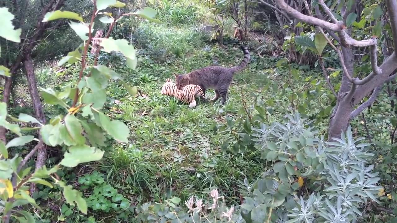 My cat went to the neighbours to borrow a tiger plush toy :)