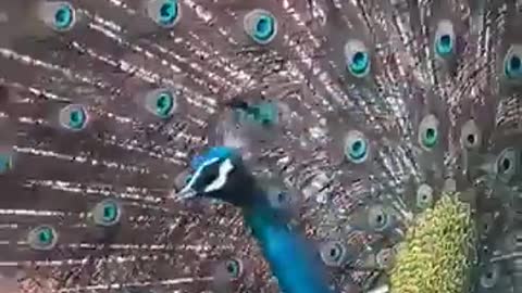 Beautifull Peacock