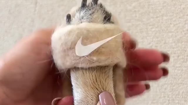 🐶✨🫶🏻 o vídeo mais fofo da vidaaa! awwwn!