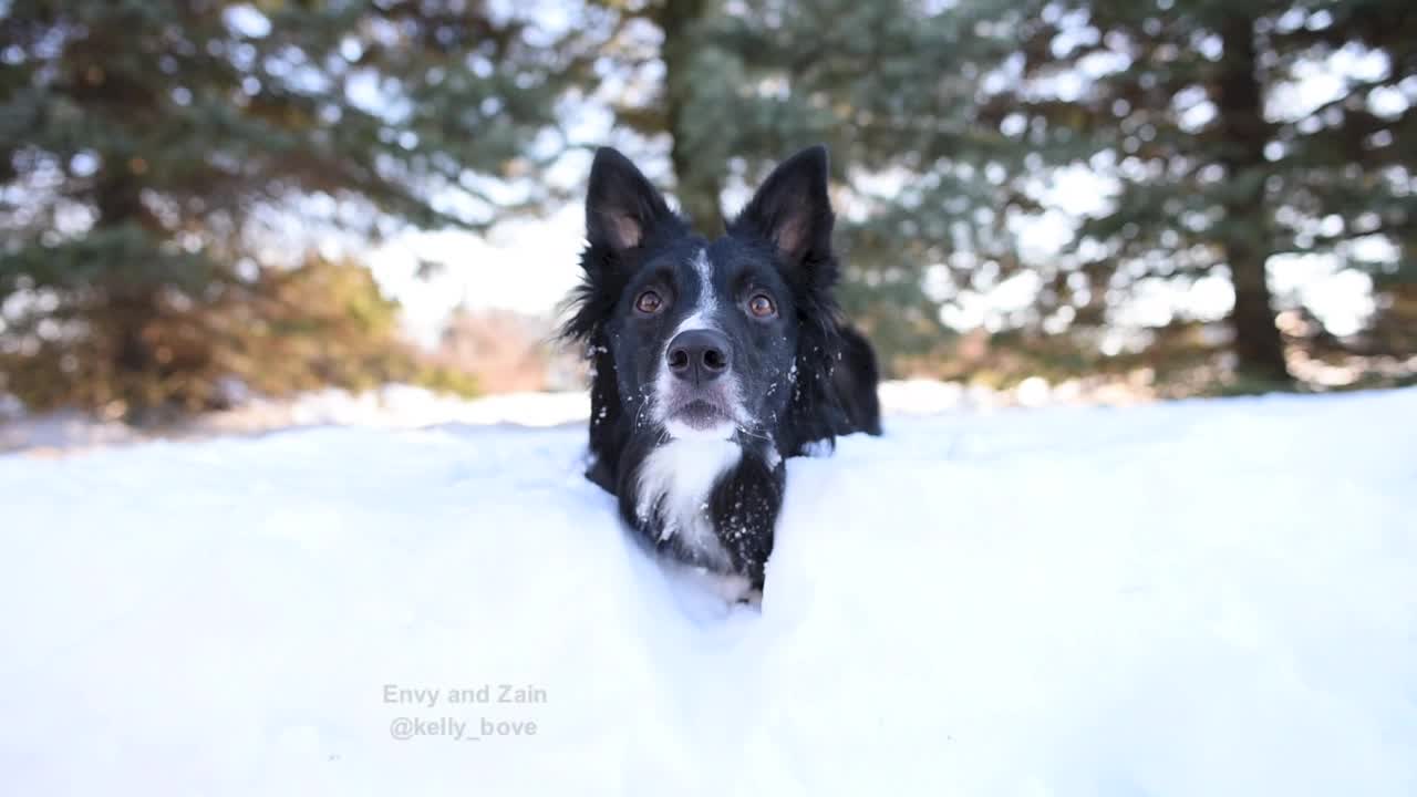 Dog is completely devastated when playtime comes to an end