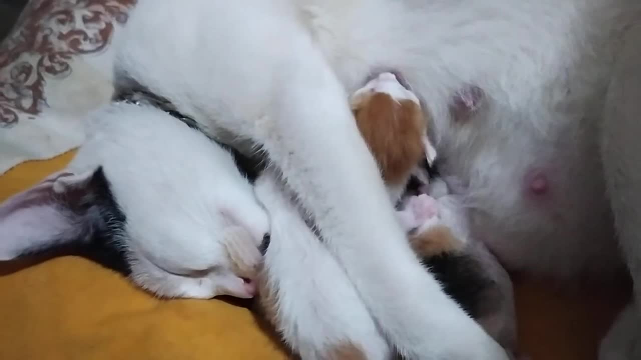 My kitten is breastfeeding