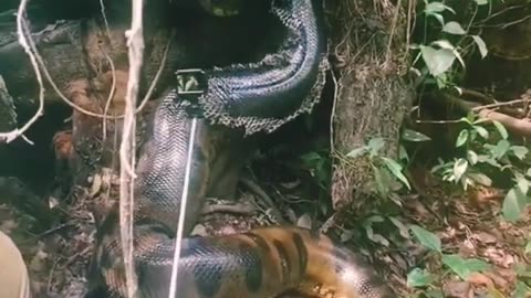 big Anaconda crawls into a cave #shorts# real video