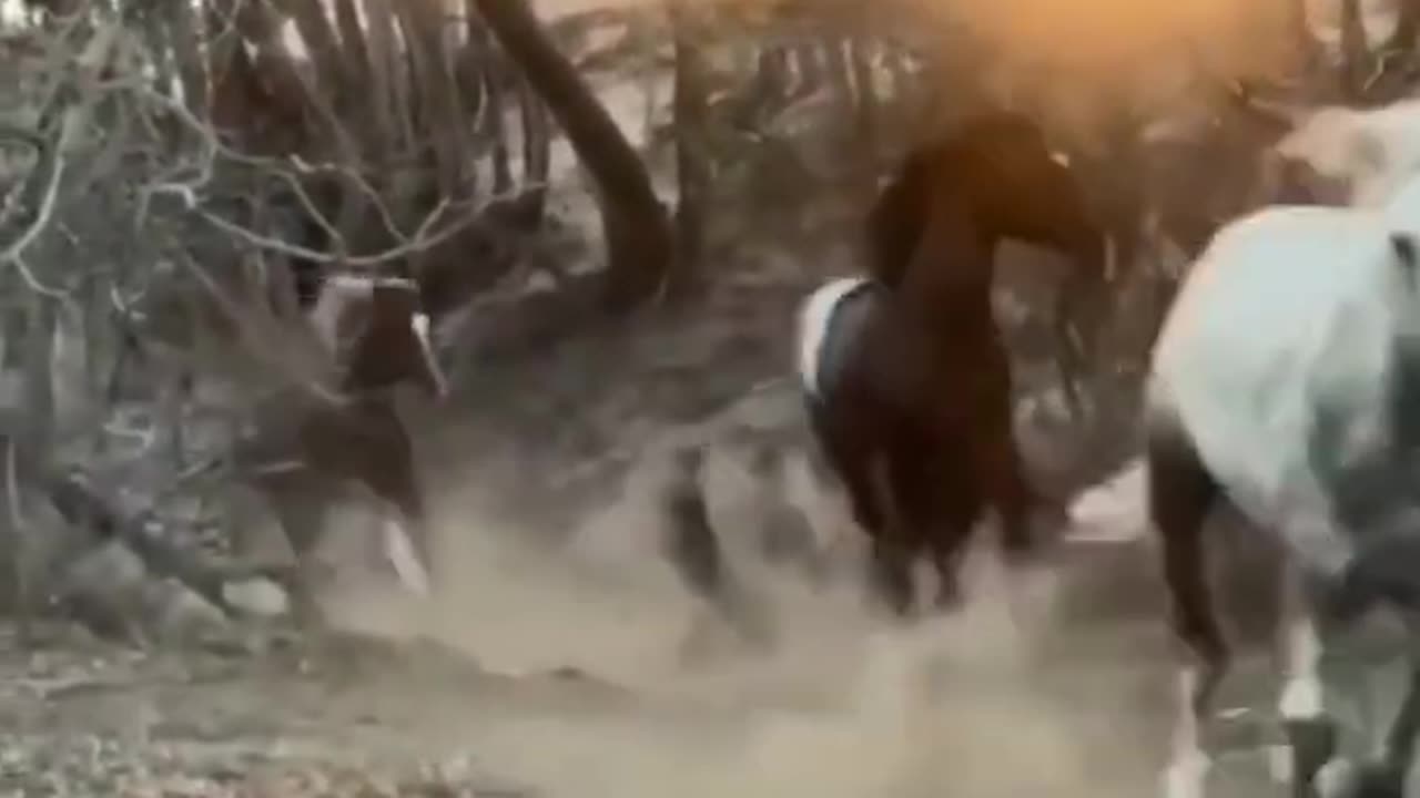Horses 🐎🐎#shorts #short #shortsfeed #youtube #youtubeshorts #animals #viral #ytshorts #wildlife