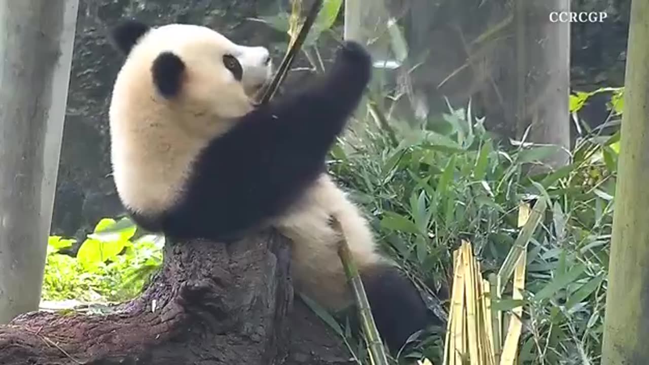 Panda bear morning routine 😊