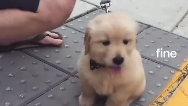 Sit down , be humble ( like me when I was a smol yung pupper )