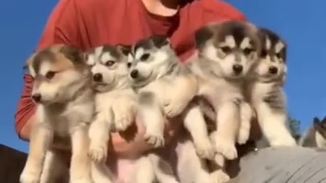 Funny Dog Videos That Will Make You Laugh #60