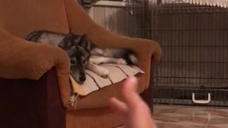 Pew Pew Makes Dog Jump