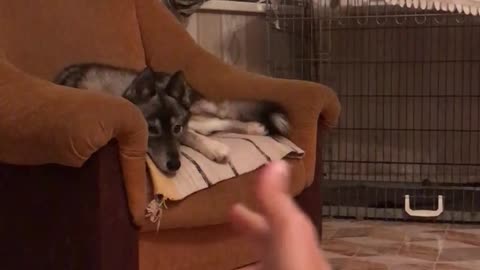 Pew Pew Makes Dog Jump