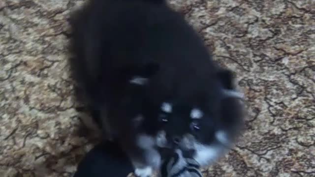 Angry puppy 😍