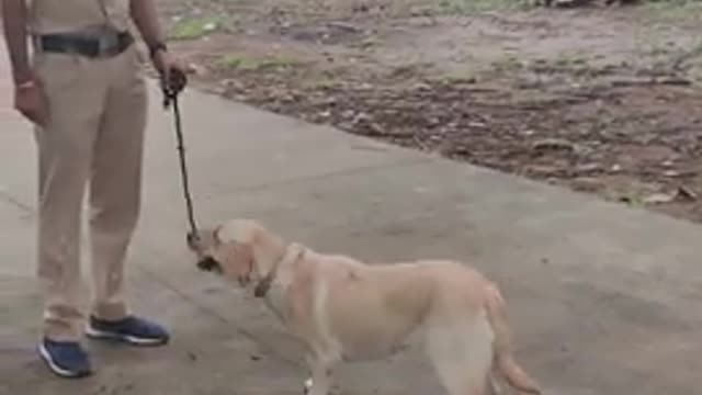 Dog training of India