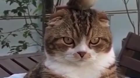 cute animalsfunny video wild animals