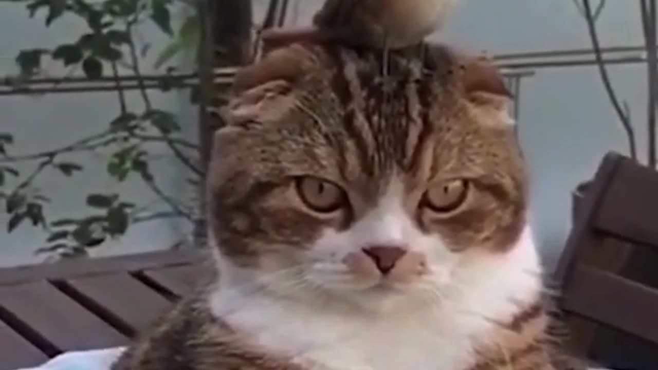 cute animalsfunny video wild animals