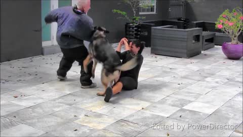 dogs training video || dogs give protection