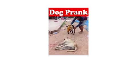 Dog Prank