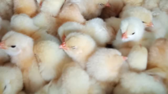 cute and cute chicks