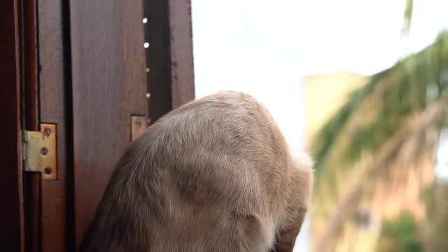 Cute can't video